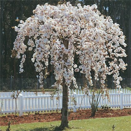 Višeň chloupkatá Pendula na kmínku výška 140/150 cm v květináči Prunus subhirtella Pendula